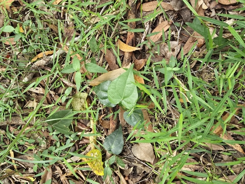 Sarcopetalum harveyanum (pearl vine) (alternate view 3)