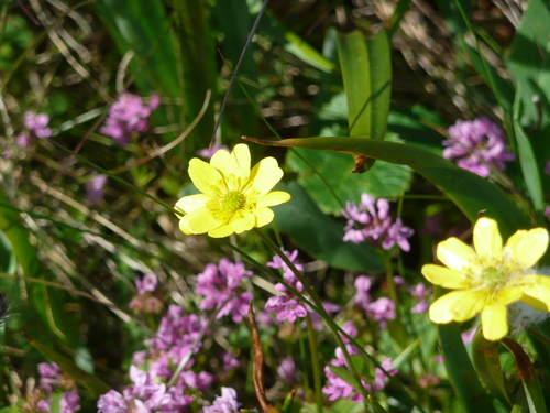 Ranunculus californicus (California buttercup) (alternate view 2)