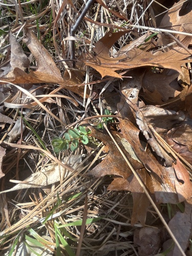 Hypericum stragulum (low St. John's wort) (alternate view 5)