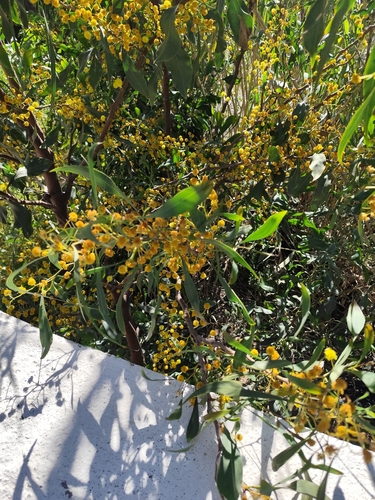 Acacia saligna (golden wreath wattle) (alternate view 3)