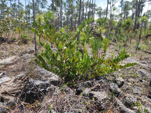 Chrysobalanus icaco (Cocoplum) (alternate view 3)