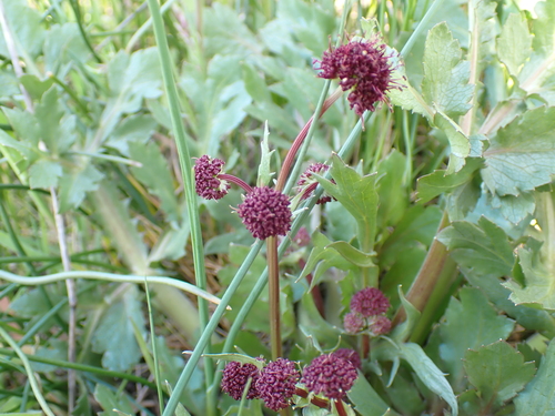 Sanicula bipinnatifida (Purple Sanicle) (alternate view 8)