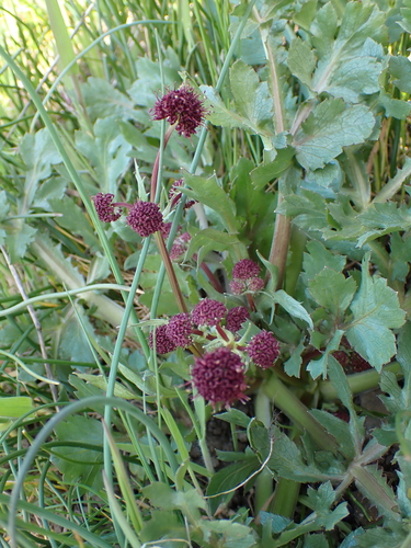 Sanicula bipinnatifida (Purple Sanicle) (alternate view 9)