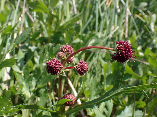 Sanicula bipinnatifida (Purple Sanicle) (alternate view 10)
