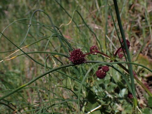 Sanicula bipinnatifida (Purple Sanicle) (alternate view 6)