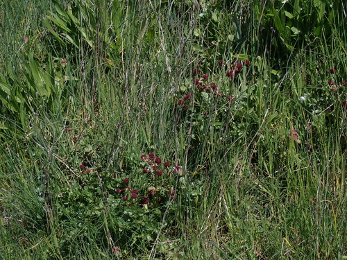 Sanicula bipinnatifida (Purple Sanicle) (alternate view 7)