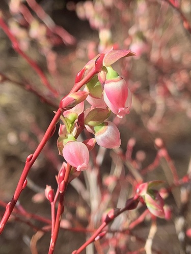 Vaccinium ovalifolium (Oval-leaf Huckleberry) (alternate view 2)