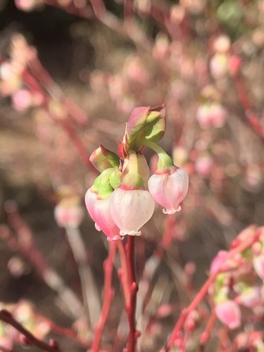 Vaccinium ovalifolium (Oval-leaf Huckleberry) (alternate view 3)
