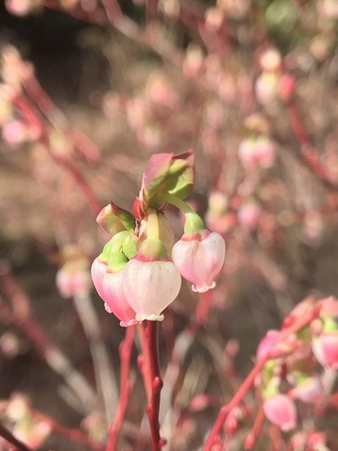 Vaccinium ovalifolium (Oval-leaf Huckleberry) (alternate view 4)