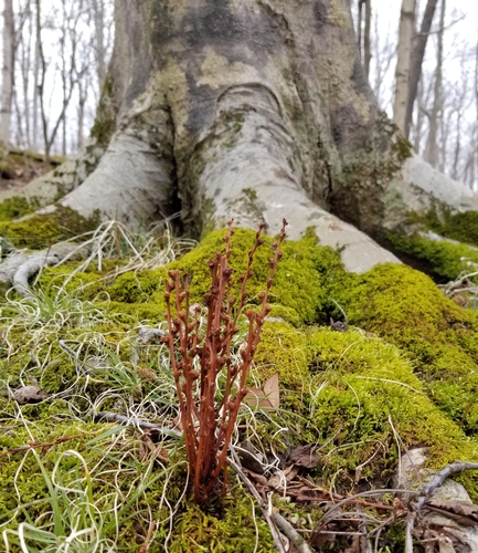 Epifagus virginiana (Beechdrops) (alternate view 6)