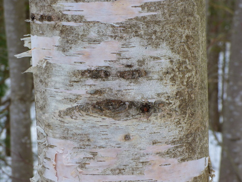 Betula papyrifera (paper birch) (alternate view 8)