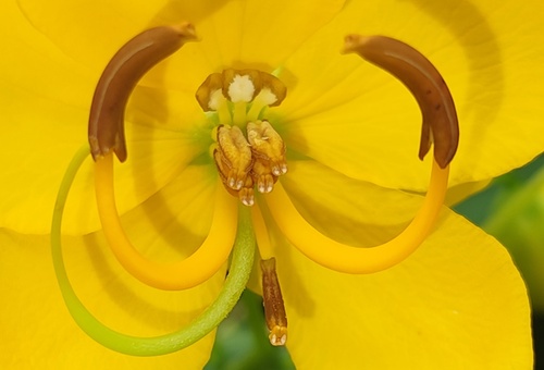 Senna pendula (Christmas Senna)