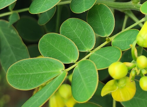 Senna pendula (Christmas Senna) (alternate view 2)