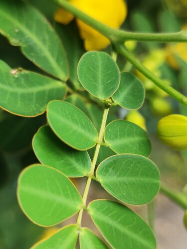 Senna pendula (Christmas Senna) (alternate view 3)