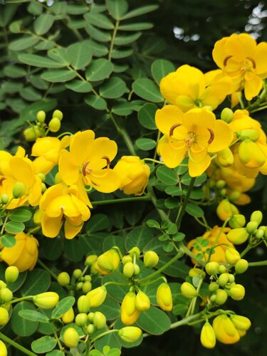 Senna pendula (Christmas Senna) (alternate view 4)