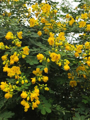 Senna pendula (Christmas Senna) (alternate view 5)