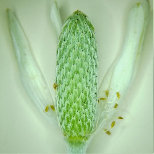 Anemone berlandieri (Tenpetal Anemone) (alternate view 8)