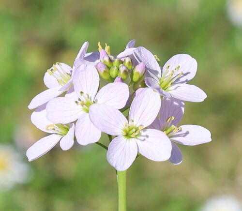 Cardamine pratensis (Cuckooflower)