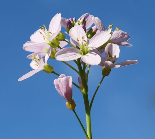 Cardamine pratensis (Cuckooflower)