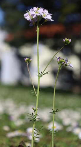 Cardamine pratensis (Cuckooflower)