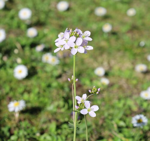 Cardamine pratensis (Cuckooflower)