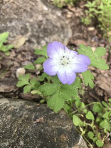 Nemophila phacelioides (Texas baby blue eyes)