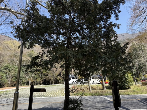 Cephalotaxus harringtonia (Japanese Plum Yew) (alternate view 2)