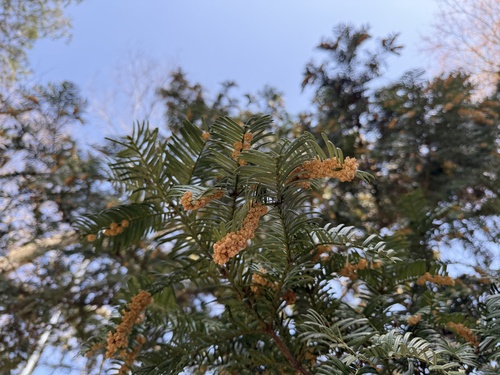Cephalotaxus harringtonia (Japanese Plum Yew) (alternate view 3)