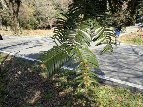 Cephalotaxus harringtonia (Japanese Plum Yew) (alternate view 4)