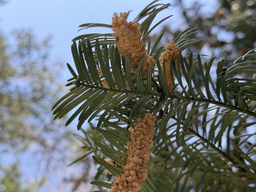 Cephalotaxus harringtonia (Japanese Plum Yew) (alternate view 5)