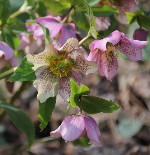 Helleborus x hybridus (hybrid hellebore)