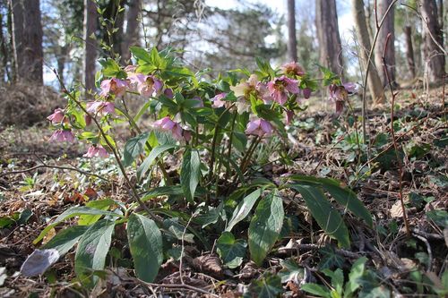 Helleborus x hybridus (hybrid hellebore) (alternate view 2)