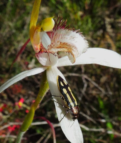 Caladenia longicauda (White Spider Orchid) (alternate view 7)