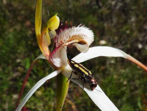 Caladenia longicauda (White Spider Orchid) (alternate view 6)