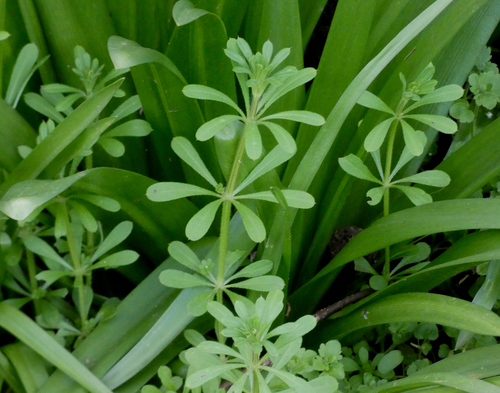 Galium aparine (cleavers (native)) (alternate view 3)