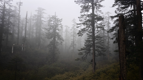 Abies delavayi (Delavay Fir)