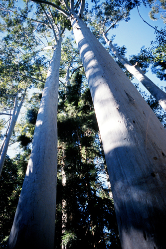 Eucalyptus grandis (Flooded Gum) (alternate view 3)