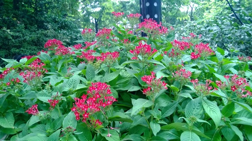 Pentas lanceolata (Egyptian Star-cluster) (alternate view 6)