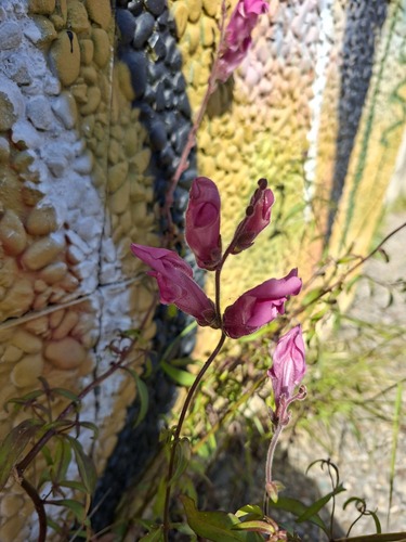 Antirrhinum majus (snapdragon) (alternate view 4)
