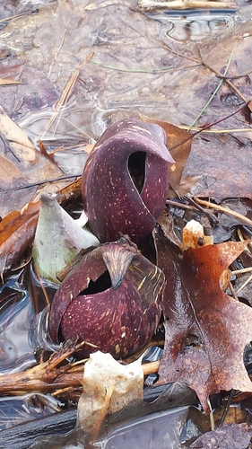 Symplocarpus foetidus (Eastern Skunk Cabbage)