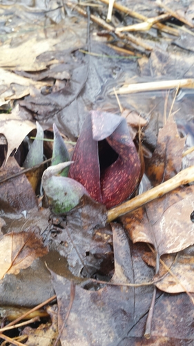 Symplocarpus foetidus (Eastern Skunk Cabbage)