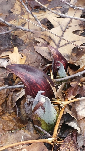Symplocarpus foetidus (Eastern Skunk Cabbage)