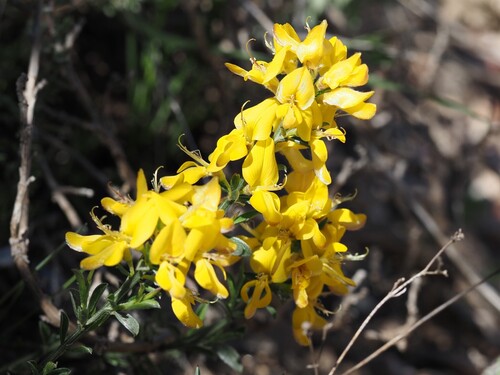 Genista pilosa (silkyleaf woadwaxen) (alternate view 4)