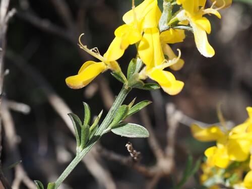 Genista pilosa (silkyleaf woadwaxen) (alternate view 5)