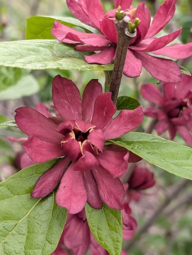 Calycanthus × raulstonii (Raulston's allspice) (alternate view 2)
