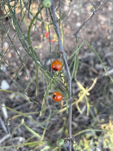 Lysiana exocarpi (Harlequin Mistletoe) (alternate view 5)
