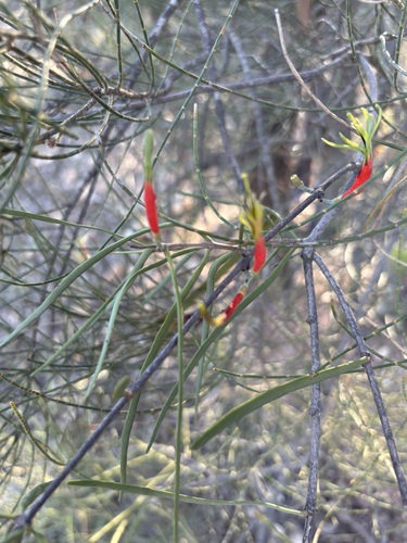 Lysiana exocarpi (Harlequin Mistletoe) (alternate view 3)