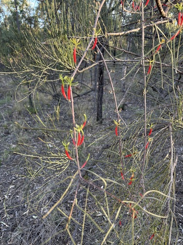 Lysiana exocarpi (Harlequin Mistletoe) (alternate view 4)