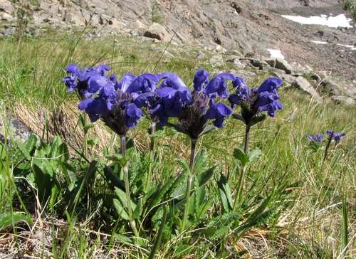 Dracocephalum grandiflorum (Large-flowered Dragonhead)