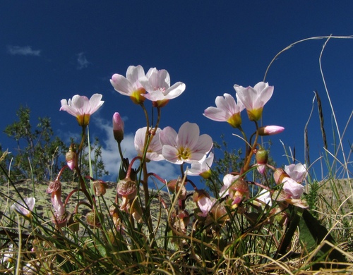 Claytonia (spring beauties)